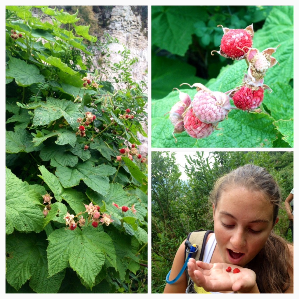 eating wild raspberries